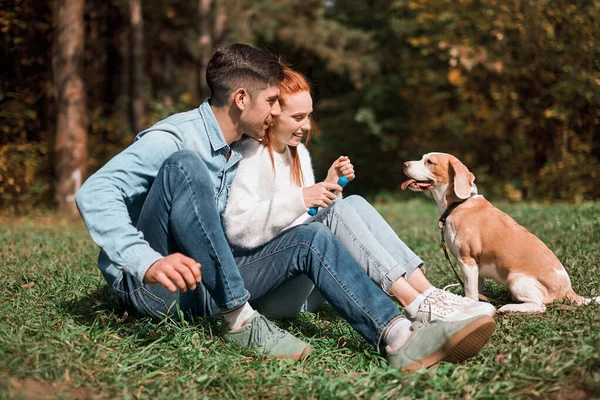 Молодые веселые мужчина и женщина учат свою собаку выполнять команды — стоковое фото