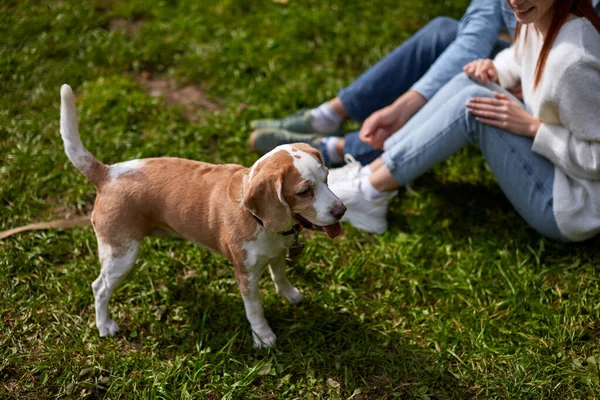 Pequeno cão andando no parque com homem e mulher — Fotografia de Stock