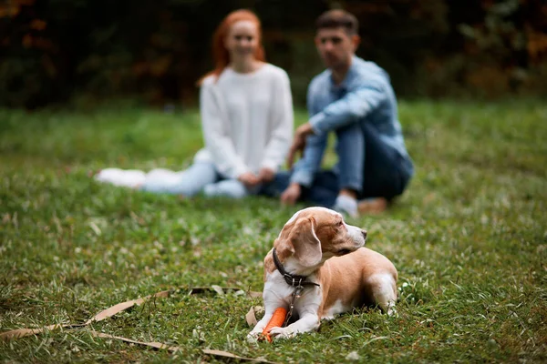 Cão cansado deitado na grama protegendo seus proprietários — Fotografia de Stock