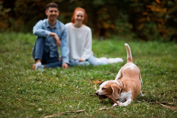 Animal de estimação engraçado jogando com vara no parque — Fotografia de Stock