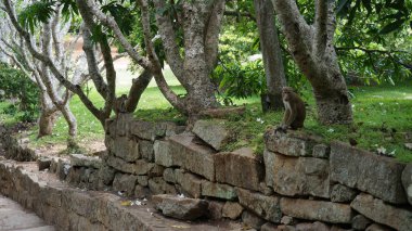 Asyalı maymun açık bir parkta