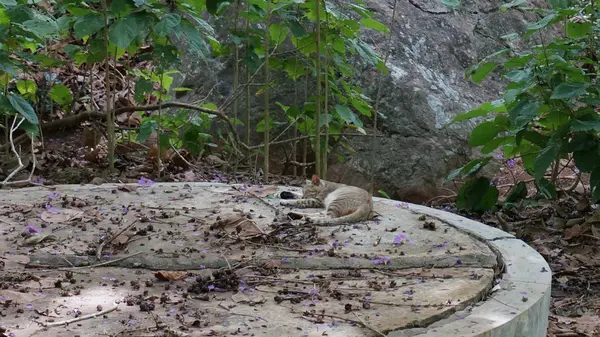 Streunende Katze schläft auf Beton in sri lanka — Stockfoto