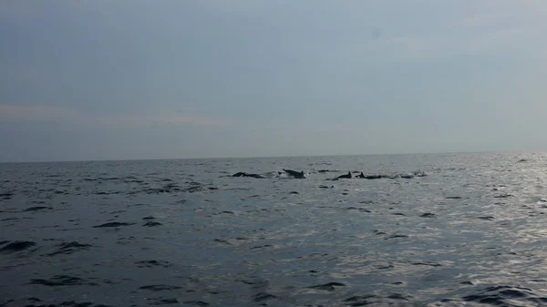 Golfinhos nadando na água aberta do oceano indiano — Fotografia de Stock