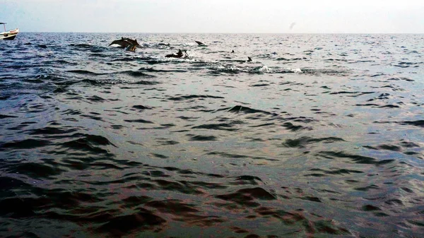 Observação de golfinhos em mar aberto — Fotografia de Stock