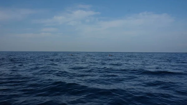 Golfinhos nadando na água aberta do oceano indiano — Fotografia de Stock