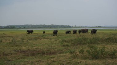 Sri Lanka filler i safari sırasında izledi