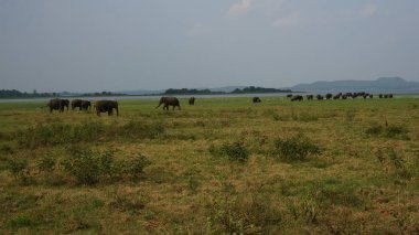 Sri Lanka filler i safari sırasında izledi