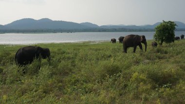Sri Lanka filler i safari sırasında izledi