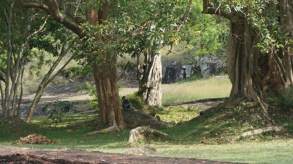 Langur мавпи в Шрі-Ланці — стокове фото