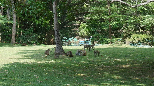 공공 공원에 앉아 아시아 원숭이의 그룹 — 스톡 사진
