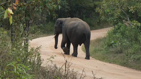 Aziatische olifant met slagtanden in het wild — Stockfoto