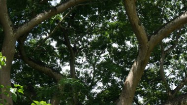 ağaç meyve yarasalar, uçan meyve yarasa, uçan tilki uyku