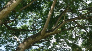 ağaç meyve yarasalar, uçan meyve yarasa, uçan tilki uyku