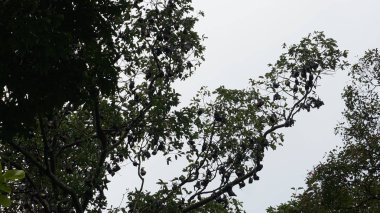 ağaç meyve yarasalar, uçan meyve yarasa, uçan tilki uyku