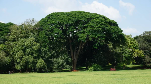 Botanická zahrada, kandy, Srí lanka — Stock fotografie