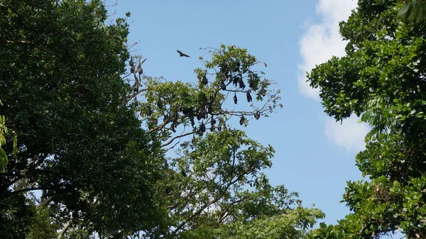 Ovocné netopýry na stromech, létající ovocný netopýr — Stock fotografie