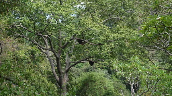 Vosa voštinová na stromě — Stock fotografie
