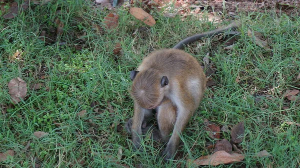 Ein kleiner asiatischer Affe sitzt im Gras — Stockfoto