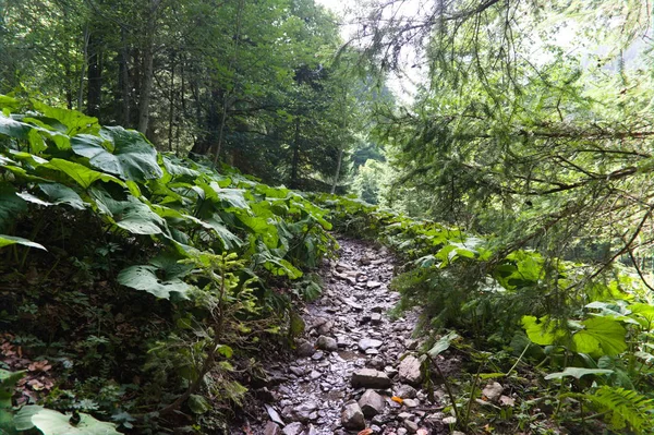 雨の後、太陽の光と緑の夏の森のハイキングコース. — ストック写真