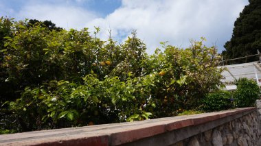 İtalya 'nın Capri adasında büyüyen limon manzarası