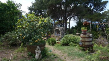 İtalya 'nın Capri adasında büyüyen limon manzarası