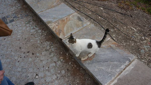 Gato callejero sin hogar. Atención humana . — Foto de Stock