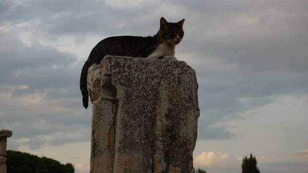 En la Antigua Ciudad de Ephesos, Turquía, un hermoso gato callejero — Foto de Stock