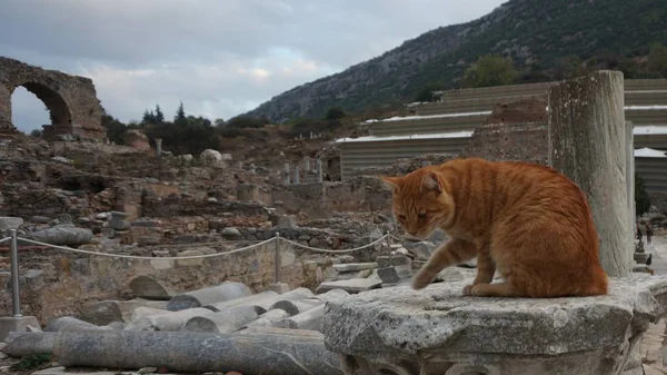 En la Antigua Ciudad de Ephesos, Turquía, un hermoso gato callejero — Foto de Stock