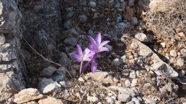 Colchicum variegatum Mediterranean, mor kır çiçeği