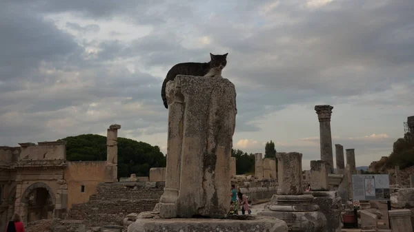 En la Antigua Ciudad de Ephesos, Turquía, un hermoso gato callejero — Foto de Stock