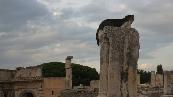 En la Antigua Ciudad de Ephesos, Turquía, un hermoso gato callejero — Foto de Stock