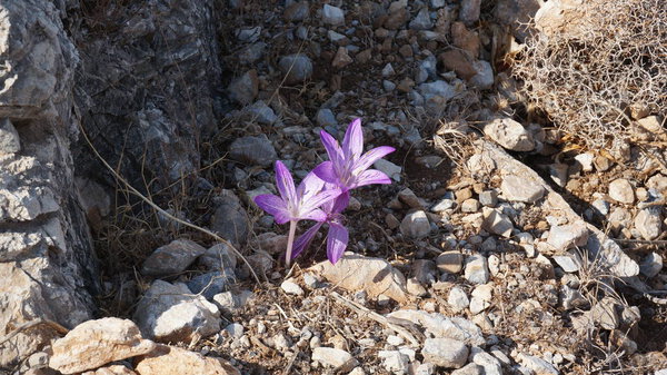 Violet wildflower of Colchicum variegatum Mediterranean