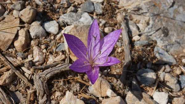Fiołek wildflower Colchicum pstry Mediterranean — Zdjęcie stockowe