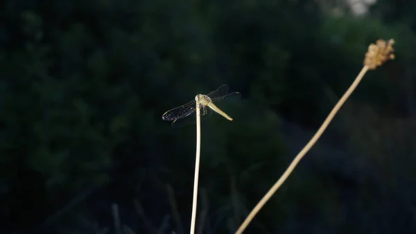 Libellula all'aperto su un gambo d'erba — Foto Stock