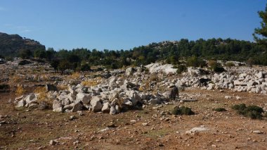 Güzel kuru, yatay, keçi sürüsü. Arka planda subtropikal ağaçları ile küçük tepeler.