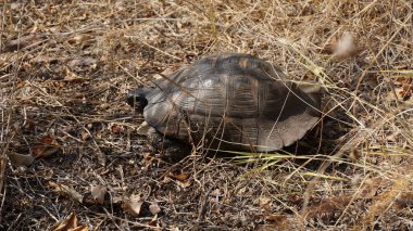 Akdeniz, vahşi kaplumbağa görünümünü kapat