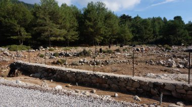 Güzel kuru, yatay, keçi sürüsü. Arka planda subtropikal ağaçları ile küçük tepeler.