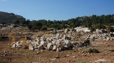 Güzel kuru, yatay, keçi sürüsü. Arka planda subtropikal ağaçları ile küçük tepeler.