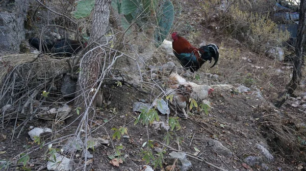 Gallo y gallinas. Free Range Polla y gallinas — Foto de Stock