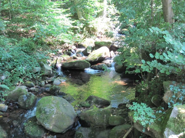 Forest mountain stream — Stock Photo, Image