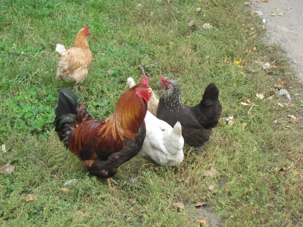 Rooster a Chickens. Volný výběh péro a slepice — Stock fotografie