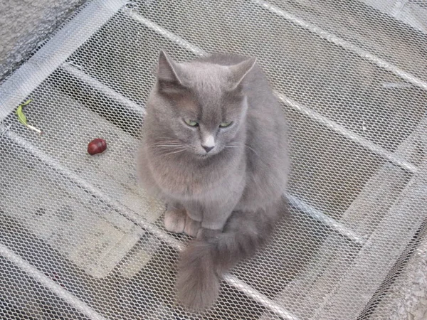 British Shorthair cat, randagio abbandonato per le strade dell'Ucraina — Foto Stock