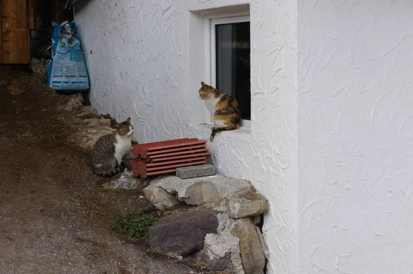 Dos gatos sentados en una casa de campo en los alpes — Foto de Stock