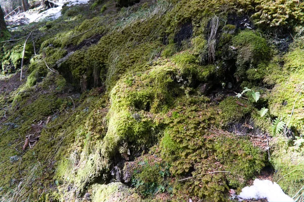 Textura grunge verde musgo. musgo sobre rocas en el bosque —  Fotos de Stock