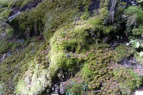 Mech zielony grunge tekstury. mech na skałach w lesie — Zdjęcie stockowe
