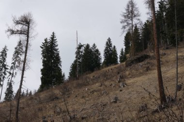 Chamois sürü, Rupicapra rupicapra, kayalık tepede, arka planda orman, val gardena