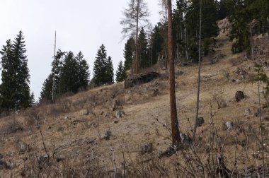Chamois sürü, Rupicapra rupicapra, kayalık tepede, arka planda orman, val gardena