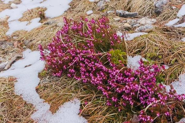 Fioletowe kwiaty na ścieżce pieszej na wiosnę w Val Gardena, Dolomity, Włochy — Zdjęcie stockowe