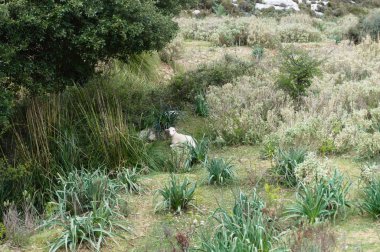 Hafta eski Kuzu, Tramuntana Dağları Mallorca