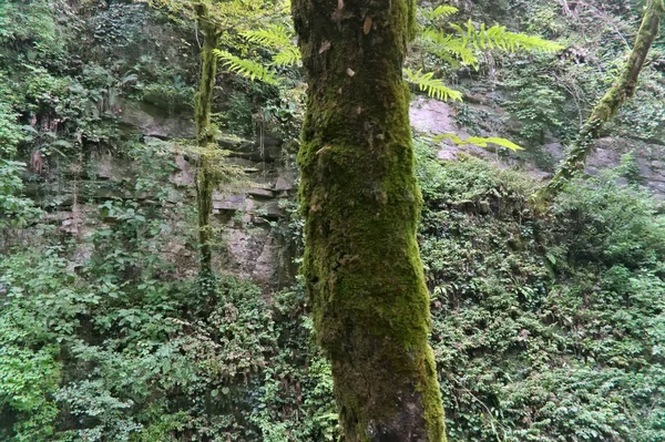 Muschio su un albero nella foresta — Foto Stock